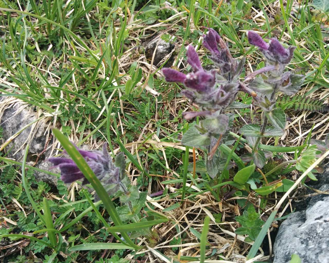 Bartsia alpina